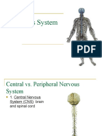 Nervous System