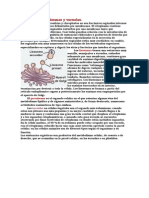 Lisosomas, Peroxisomas y Vacuolas