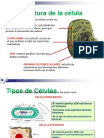 Nucleo Cromosomas y Genes