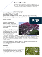 Tabebuia Heptaphylla (Ipê-Roxo) PDF