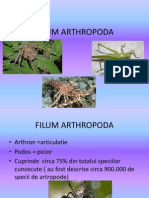 Filum Artropoda