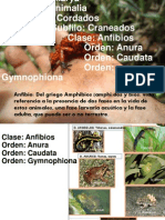 Anfibios