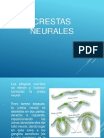 Crestas Neurales 2