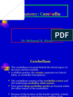 Brain Anatomy: Cerebellum