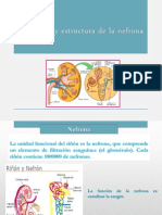 Función y Estructura de La Nefrona