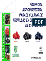 Frutillas en Chihuahua