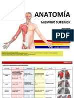 ANATOMÍA - Resumen Músculos - Miembro Superior PDF