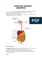 Anatomia Del Aparato Digestivo