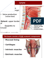 Larynx BDS