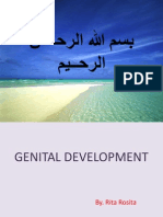 Embryology Genital