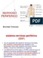 Sistema Nervioso Periferico: Brunilda Troncoso