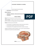 Musculos Elevadores y Depresores