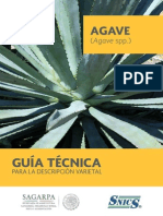 Agave