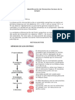 Identificacion de Elementos Formes de La Sangre