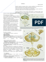 Cerebelo (Resumo)