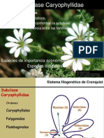 Clase 13-Caryophiliidae-2014 PDF