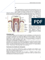 Informe de Dientes