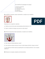 Exercícios Sistema Circulatório