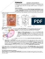 Anatomy of Stomach