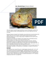 Care Sheet - Bearded Dragon