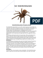 Care Sheet - Goliath Bird Eating Spider