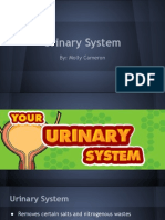 Urinary System