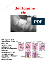 Odontogénesis Esmalte, Dentina, Pulpa