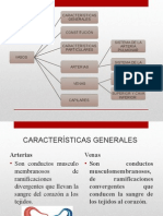 Venas, Arterias y Capilares