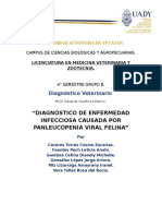 Panleucopenia Viral Felina