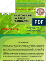 Anatomia de La Abeja (Zangano)