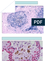 Laminario Final de Morfofisiopatologia I