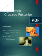 Ligamento Cruzado Posterior