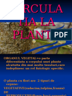 Circulatia La Plante