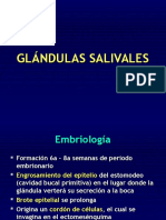 Glándulas Salivales