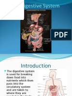 The Digestive System