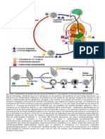 Ciclo de Vida de Los Parasitos