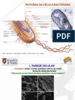 Estruturas Bacterianas