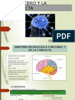 El Cerebro y La Conducta