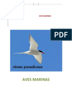 Aves Marinas de Argentina