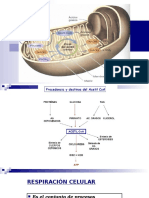 Ciclo Del Ácido Citrico Krebs