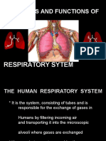 Respiratory System (Anatomy and Physiology)