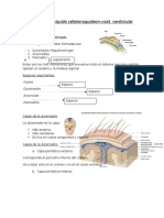 Meninges y Líquido Cefalorraquídeo