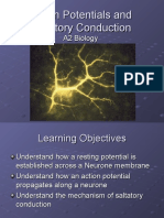 Action Potentials and Saltatory Conduction