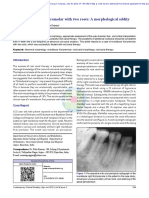 Mandibular Left First Premolar With Two Roots: A Morphological Oddity