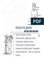 11 Endocrine Glands