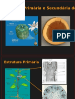 Biologia PPT - Botânica - Aula Caule