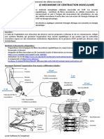 Le Fonctionnement Des Cellules Musculaires TC PDF