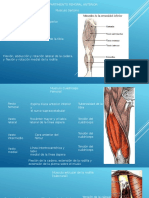 Musculos Del Muslo