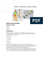 Morfologia Interna y Externa de La Medula Espinal