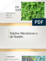 Exposicion Grupo 2 Tejidos Vegetales